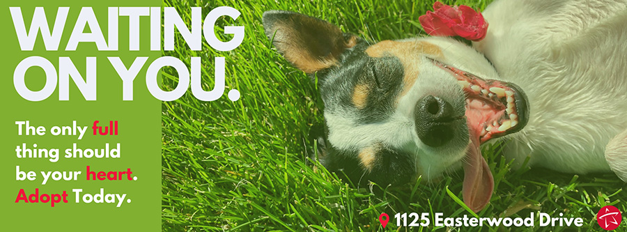 Waiting on You! The only full thing should be your heart. Adopt today.